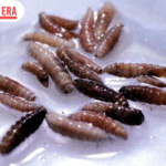 Flesh-Eating Screwworm Found Just 25 Miles from US Border, Raising Alarm for Livestock Industry