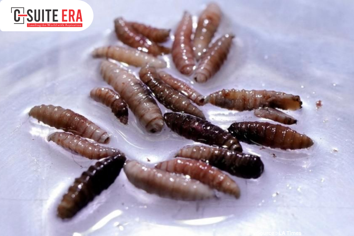 Flesh-Eating Screwworm Found Just 25 Miles from US Border, Raising Alarm for Livestock Industry